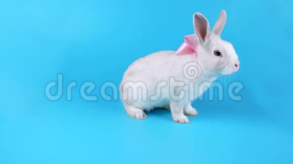 美丽的白兔带着粉红色的蝴蝶结向相机移动嗅着视频的预览图