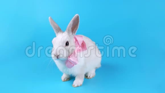 可爱的白兔坐着粉红色的蝴蝶结舔着嘴唇视频的预览图