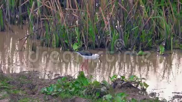 泰国塔勒诺伊水禽保护区湖大自然中的黑翅视频的预览图
