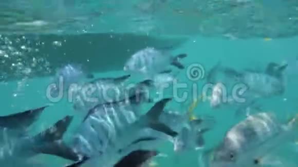 一群鱼在船下游泳视频的预览图