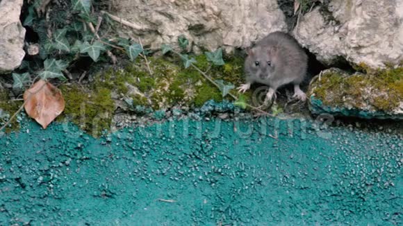 红松鼠红杉棕鼠旱獭等视频的预览图