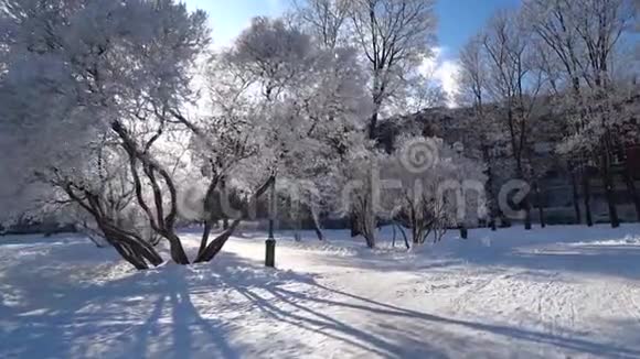 城市公园的雪盖下的树枝视频的预览图