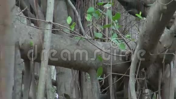 印度泰米尔纳德邦钦奈公园的大榕树视频的预览图