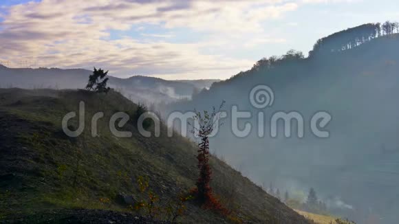 寒冷的晨雾和炎热的日出在山区针叶林视频的预览图