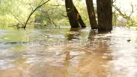 被淹没的森林景观有沼泽和死树河水泛滥水冲毁了河岸淹没了森林视频的预览图