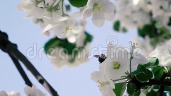 慢镜头蜜蜂飞来从花中采集花粉视频的预览图