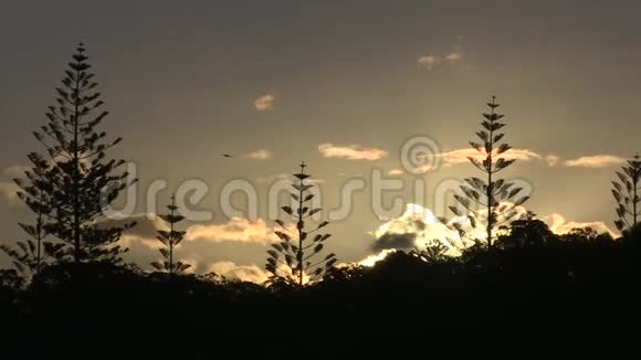 夕阳照亮了诺福克岛三棵松树的小树林视频的预览图