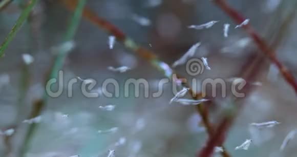 小螃蟹在水中的宏观镜头视频的预览图