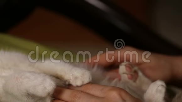 可爱的救援小猫享受新主人的宠物视频的预览图