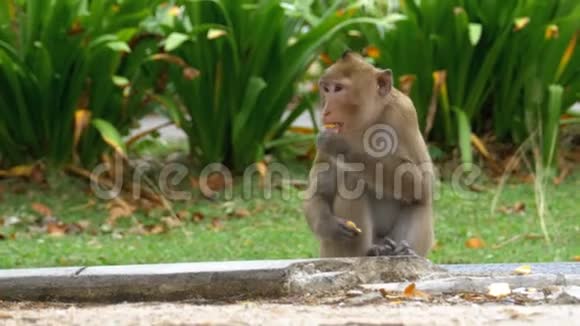 猴子坐在地上在高河开放动物园吃食物泰国视频的预览图