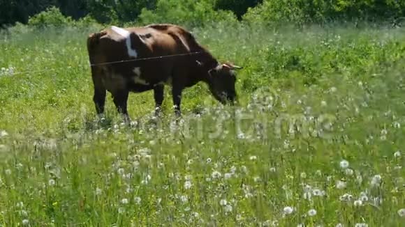 红牛在草地上吃草视频的预览图