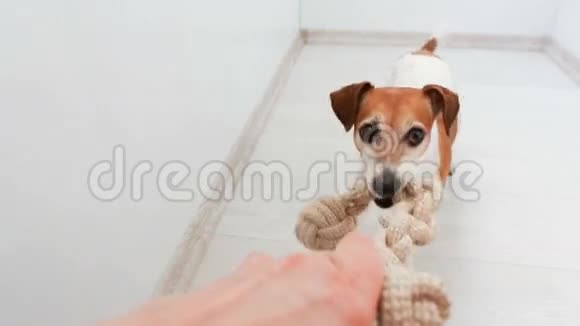 可爱的小狗抢了一个玩具视频的预览图