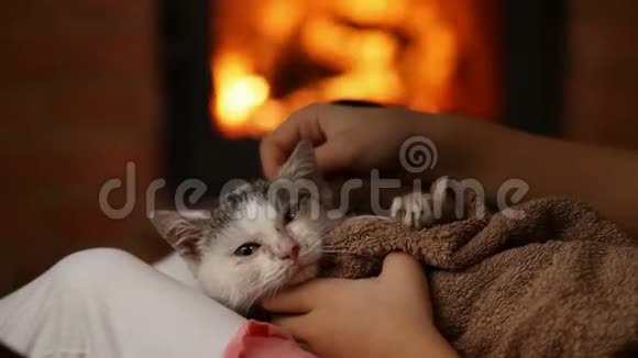 年轻的手在壁炉旁清洁救援小猫特写视频的预览图