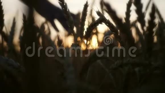 日落时小麦在风中摇动高清1920x1080慢动作视频的预览图