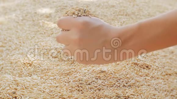 农夫手里拿着谷物雄瓜手浇全麦粒手里的小麦丰收了视频的预览图