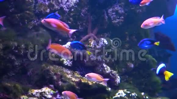 多莉卡通鱼鱼缸里的鱼许多美丽的五颜六色的鱼慢动作背景视频的预览图