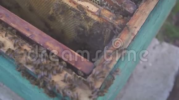 蜂窝上的蜜蜂收获蜂蜜养蜂人轻轻地从框架中移除蜜蜂日记宏4k视频的预览图