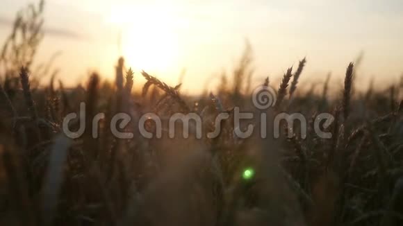 在日落的时候把你的手放在金色的小麦上有镜头的效果高清1920x1080慢动作视频的预览图