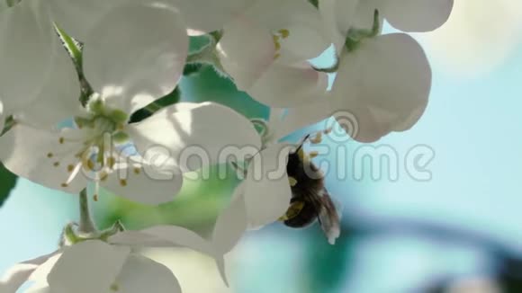 慢镜头蜜蜂飞来从花中采集花粉视频的预览图