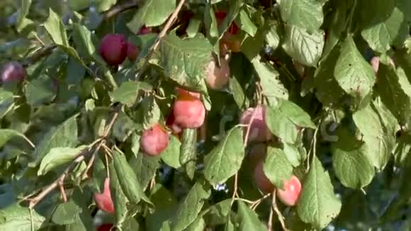 枝上熟梅在果园里种李子视频的预览图