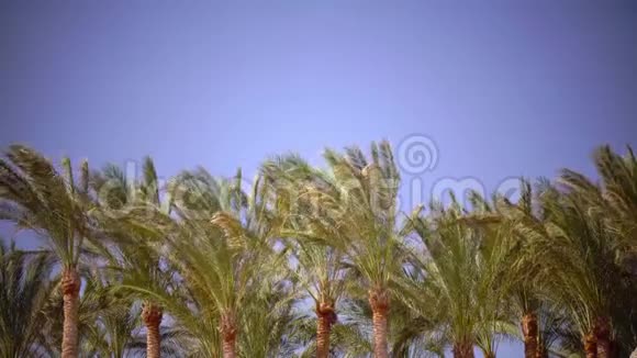 棕榈叶在风中生长从明亮的阳光中眩光关门视频的预览图