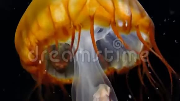 黑色的水母在水下视频的预览图