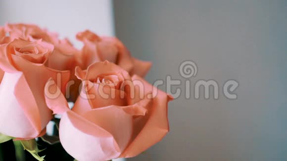 一朵玫瑰花在白色背景上的橙色玫瑰花束视频视频的预览图