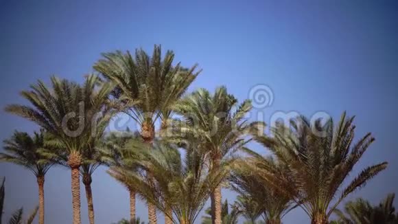 棕榈叶在风中生长从明亮的阳光中眩光关门视频的预览图