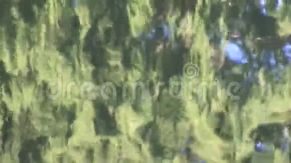 针叶树倒影在水上与鸭子布里斯班澳大利亚视频的预览图