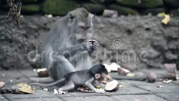 妈妈和小猴子喂食视频的预览图