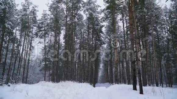 大雪下巨大的松树视频的预览图