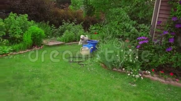 狗在跑草在花园后院的绿草上奔跑的白狮子狗视频的预览图