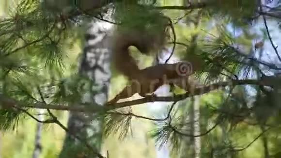 松鼠从公园的树枝上跳下来视频的预览图