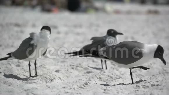 繁忙海滩上的鸟13只中的2只视频的预览图