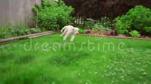 有趣的狗跑草白狮子狗跑掉了快乐的狗在草地上跳跃视频的预览图