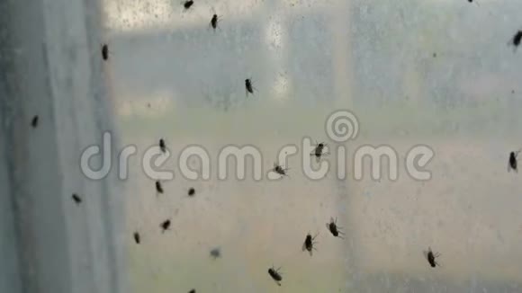 大量的家蝇或马斯卡家蝇在一个旧的肮脏的老式废弃窗户上飞行很多房子飞来飞去视频的预览图
