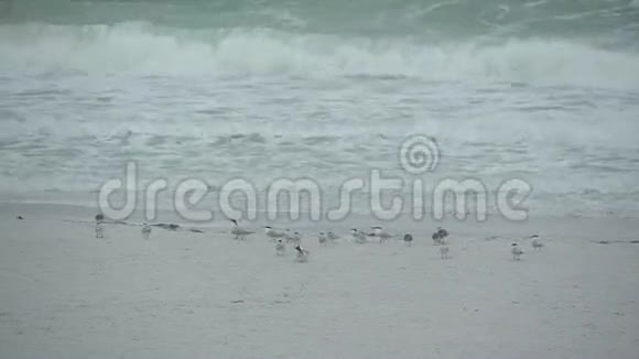 繁忙海滩上的鸟类13只中的5只视频的预览图