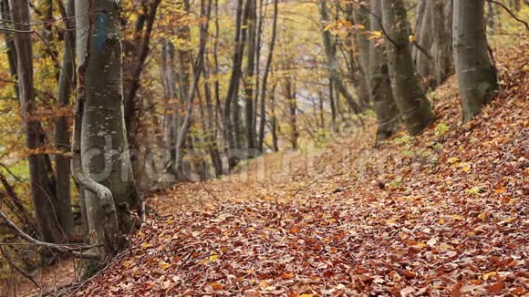 穿越秋天的森林视频的预览图