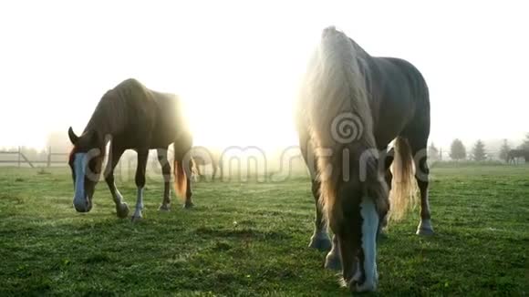 两匹马在畜牧场的绿田里放牧马草牧场视频的预览图