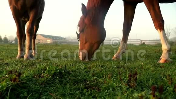 在农村地里吃草的棕色马放牧的驴马视频的预览图