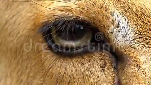 高河露天动物园的鹿眼泰国视频的预览图