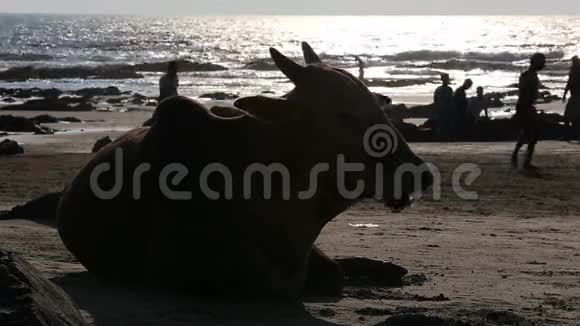 奶牛在海滩上休息视频的预览图