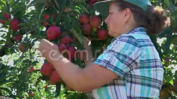女人收集成熟苹果的收获视频的预览图