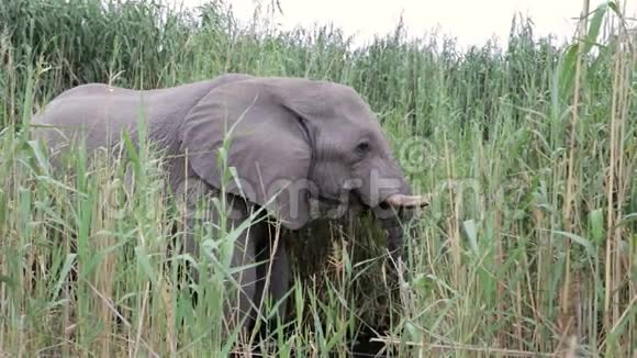 大象在非洲野生动物Etosha觅食视频的预览图