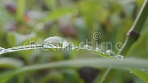 水滴在绿草上早晨的自然背景与美丽的下降大水滴视频的预览图