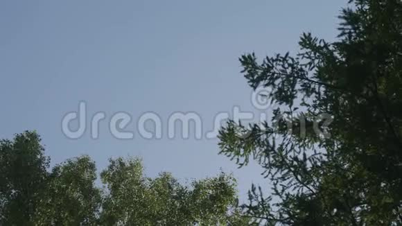 天空背景上美丽的树树天空蓝天绿树之巅大树的顶端有美丽明亮的天空视频的预览图