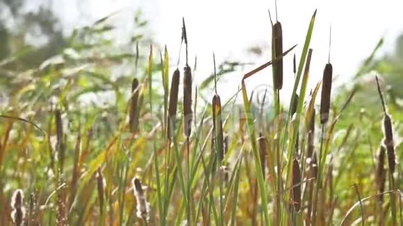 干冲和芦苇草沼泽草高自然景观户外俄罗斯视频的预览图