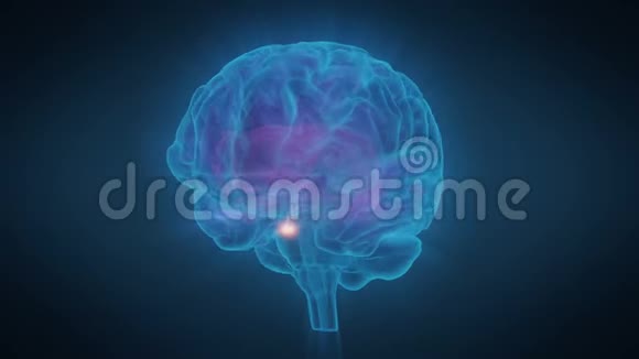 人类脑垂体腺体产生内啡肽视频的预览图
