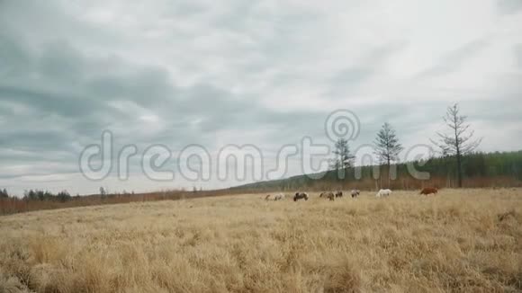 马在田里放牧全高清视频的预览图