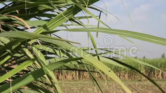亚洲印度甘蔗生产视频的预览图